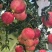 我想买石榴