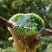 野生蜂蜜保质保量