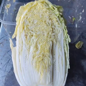 大白菜