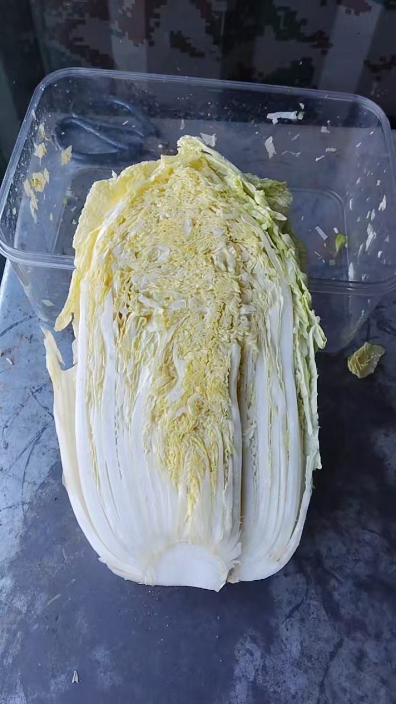 大白菜