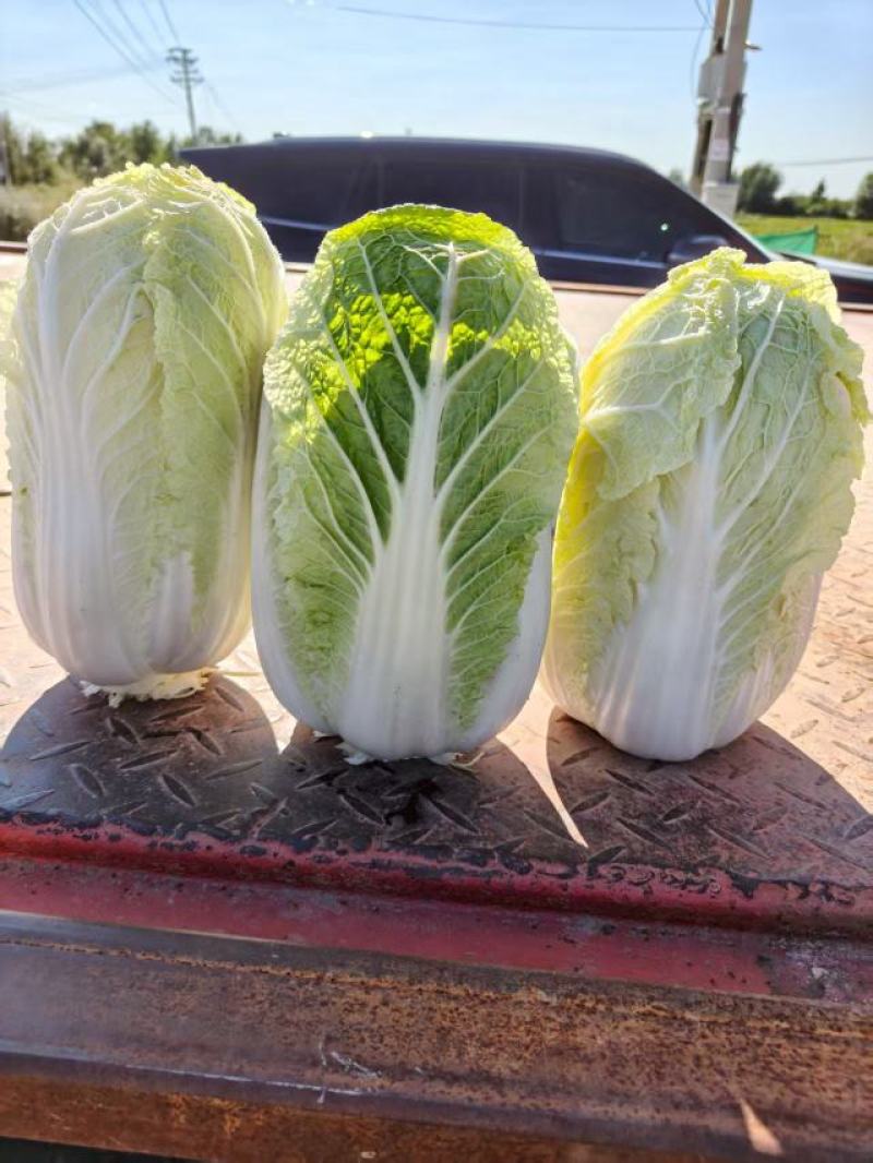大白菜