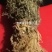 我要卖药材