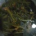 土黄鳝；新米