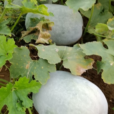 芋香迷你水果冬瓜
