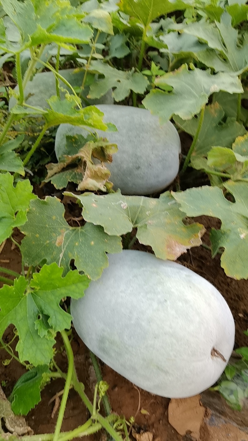 芋香迷你水果冬瓜