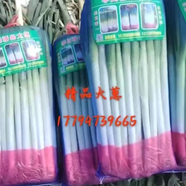 青海精品大葱