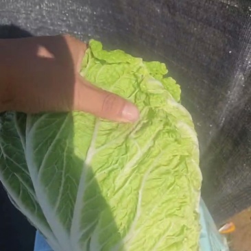黄心白菜
