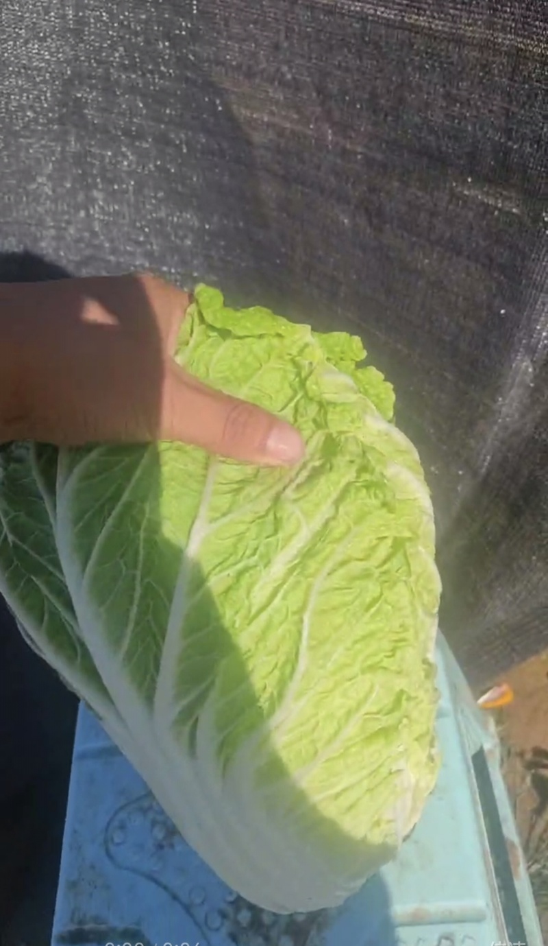 黄心白菜