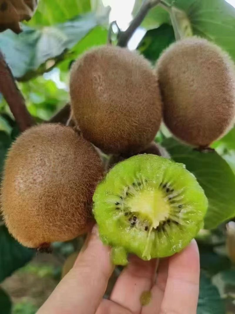 眉县徐香猕猴桃🥝