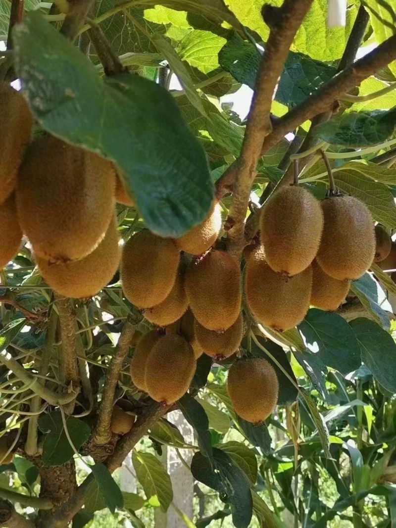 眉县徐香猕猴桃🥝