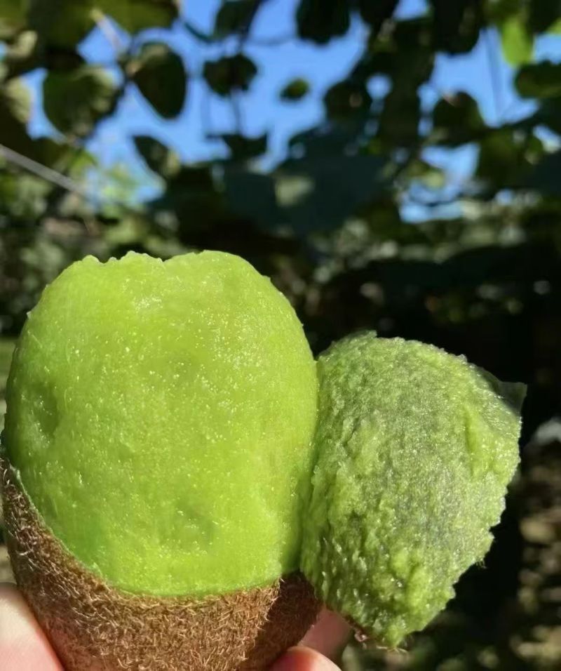 眉县徐香猕猴桃🥝