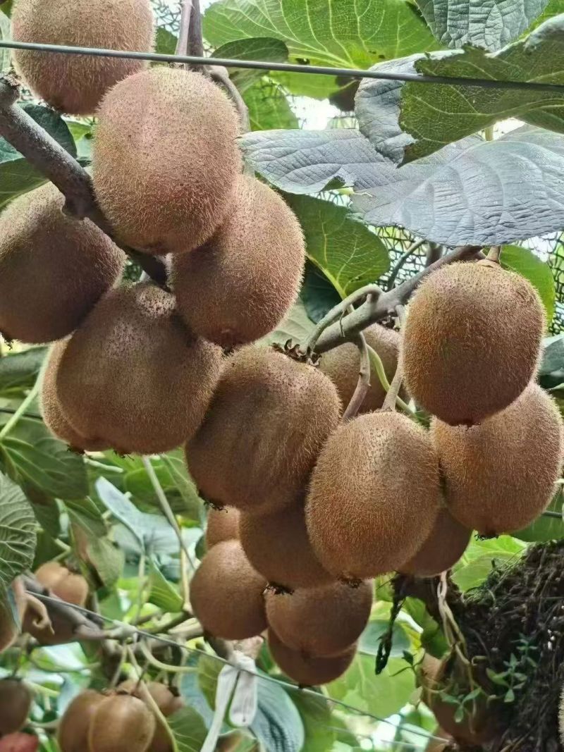 眉县徐香猕猴桃🥝