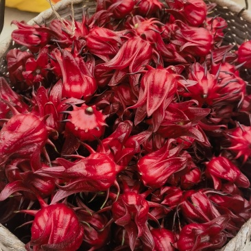 洛神花