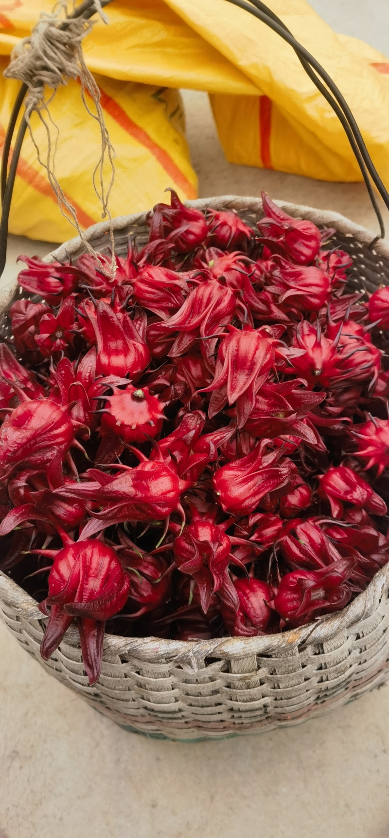 洛神花