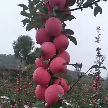 长武苹果