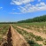 辽宁昌图县沙地红薯六万斤（西瓜红3万多。烟薯25两万多