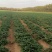 辽宁昌图县沙地红薯六万斤（西瓜红3万多。烟薯25两万多