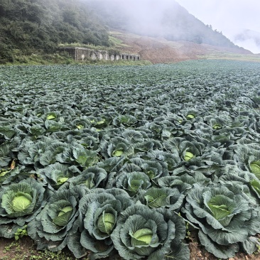 甘蓝（寒胜）产地巫溪县红池坝
