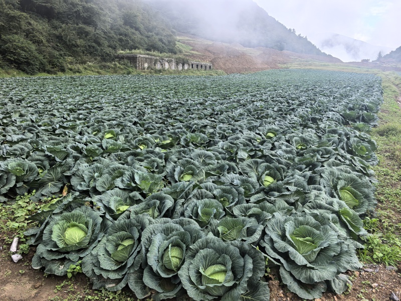 甘蓝（寒胜）产地巫溪县红池坝