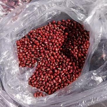 出售东北红小豆日本红