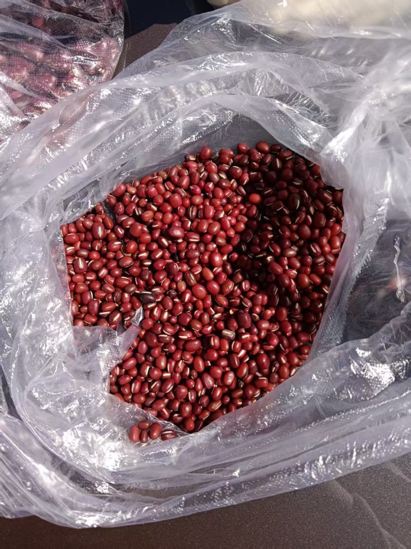 出售东北红小豆日本红