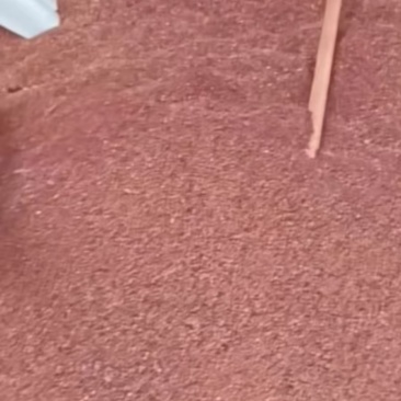 红樱子糯高粱