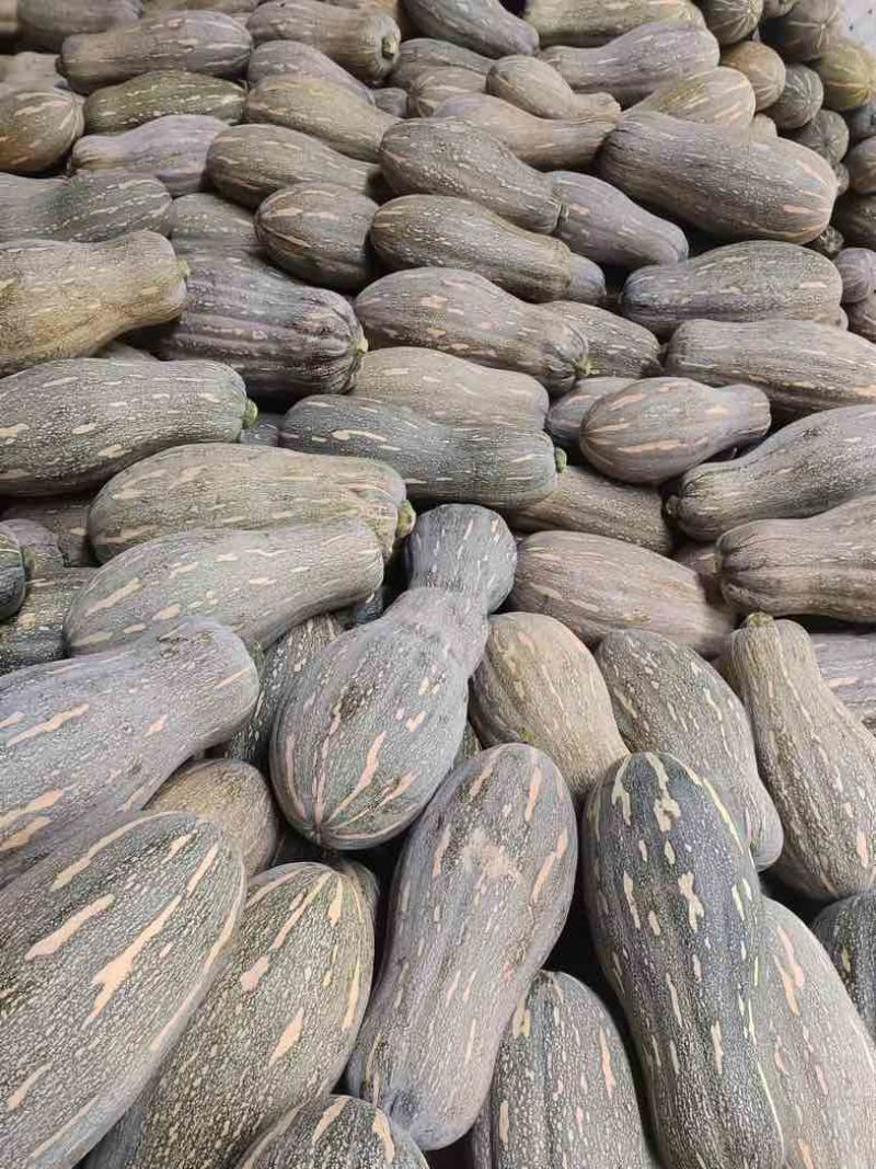 精品蜜本南瓜产地直发大量上市