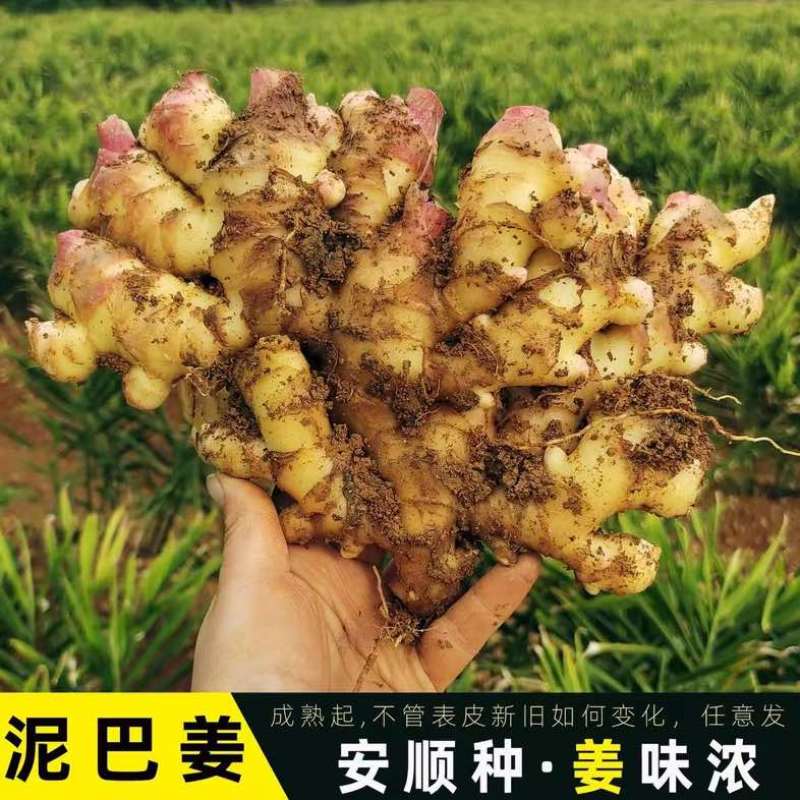 贵州小黄姜