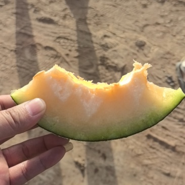 吐鲁番西周密17号哈密瓜