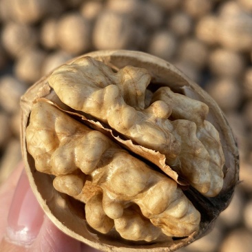 新疆核桃
