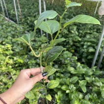 黄金百香果苗