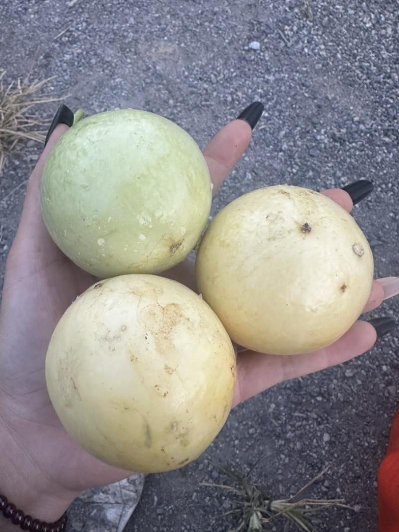 黄金百香果苗