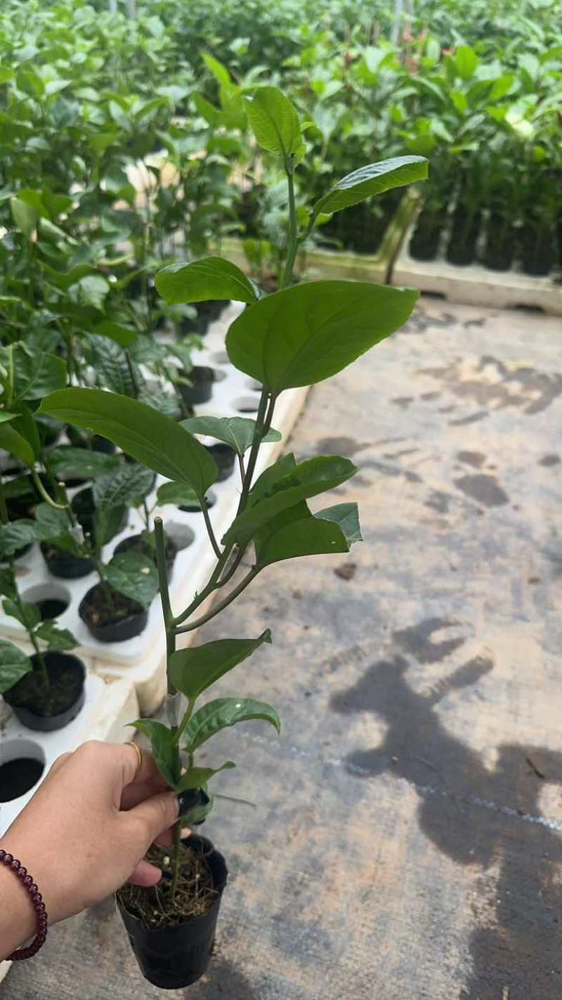 黄金百香果苗