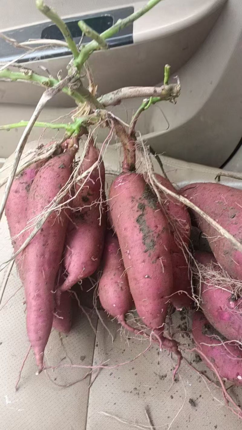 西瓜红红薯