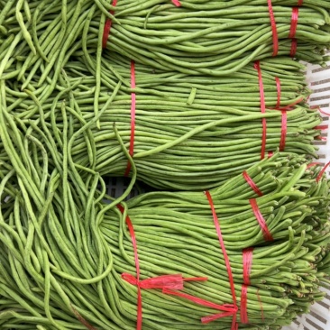 香菜、菠菜、芹菜、水果黄瓜、烟薯、冬瓜、茼蒿、菜花