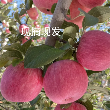 甘肃红富士脆的