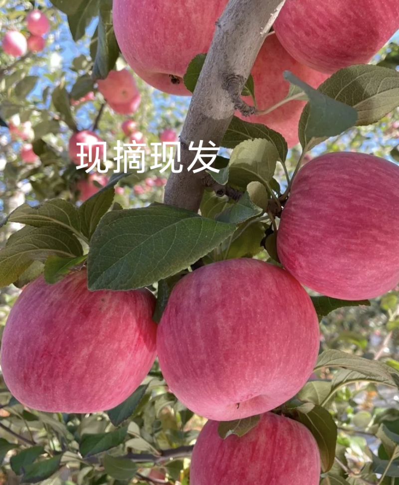甘肃红富士脆的