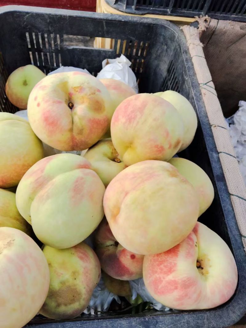 永林蜜桃3000多斤。