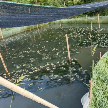 山泉水牛蛙