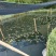 山泉水牛蛙