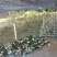 山泉水牛蛙