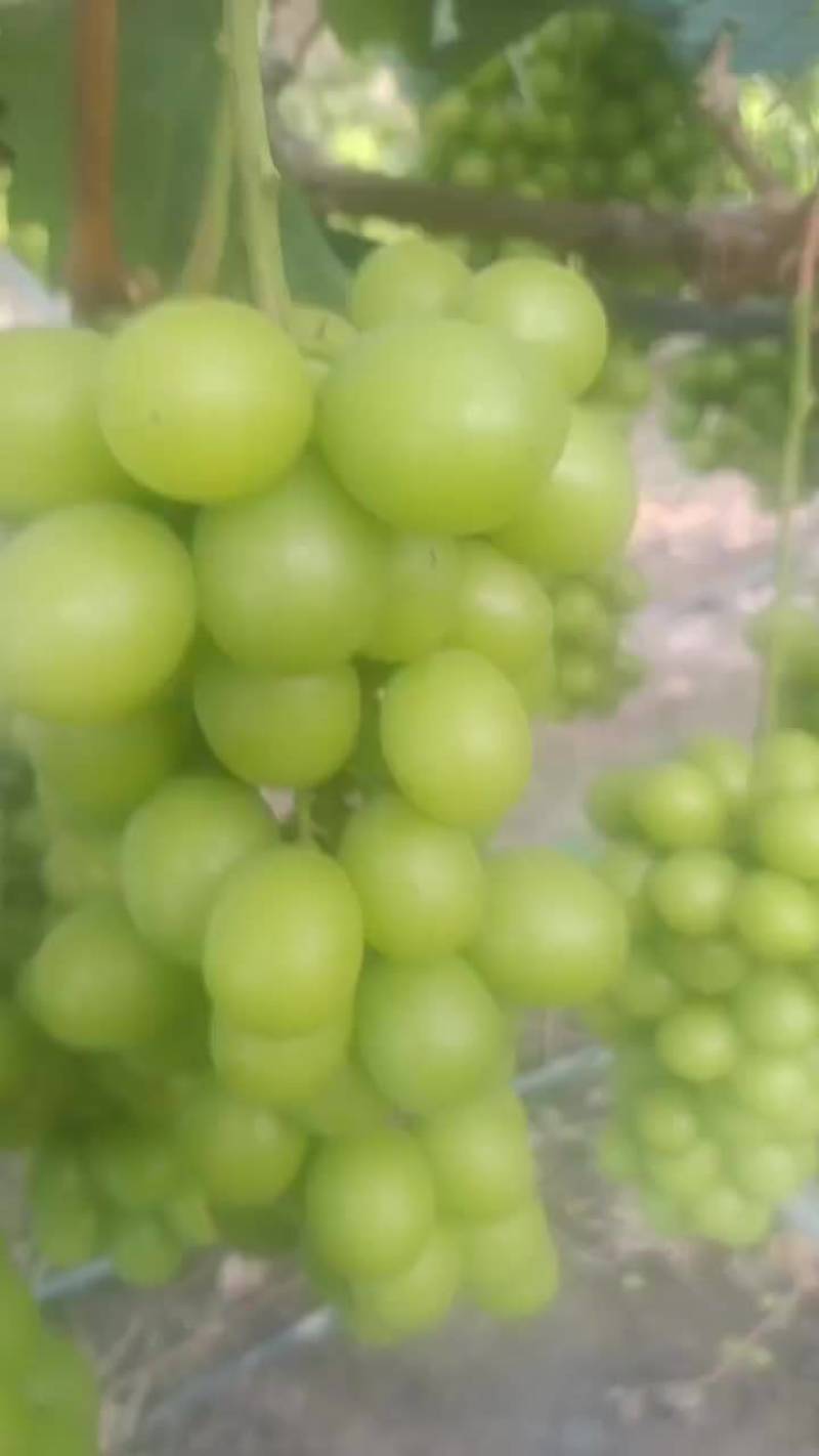 阳光葡萄