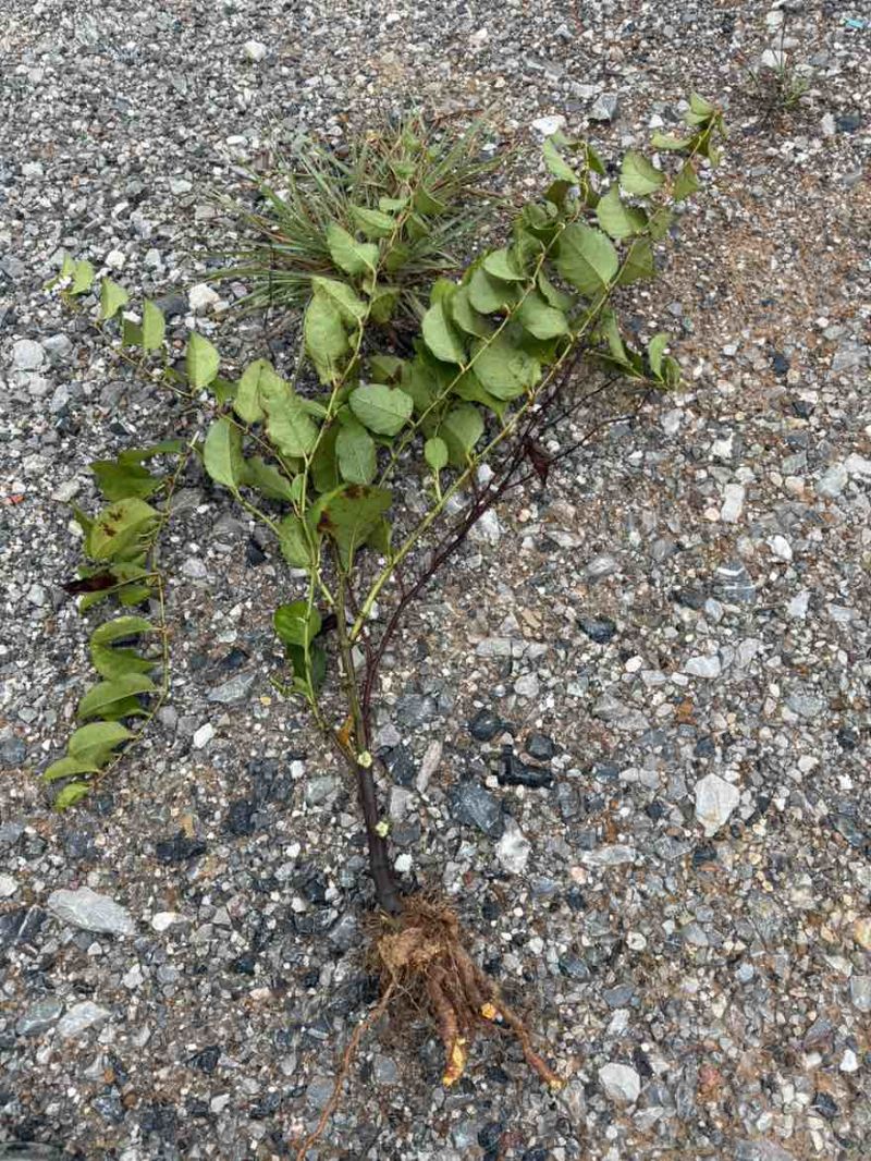 2年半生虎杖苗，约10-20万棵清仓，半卖半送