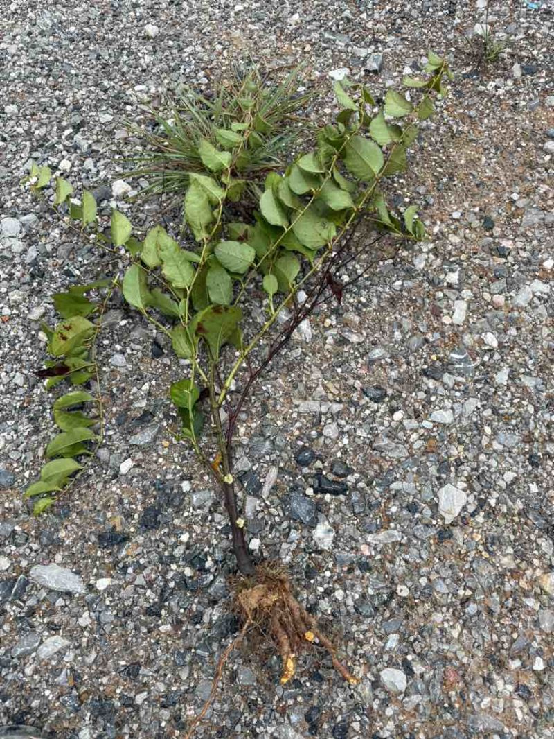 2年半生虎杖苗，约10-20万棵清仓，半卖半送