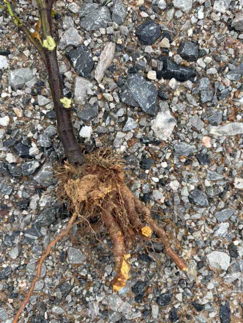 2年半生虎杖苗，约10-20万棵清仓，半卖半送