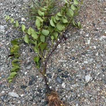 2年半生虎杖苗，约10-20万棵清仓，半卖半送