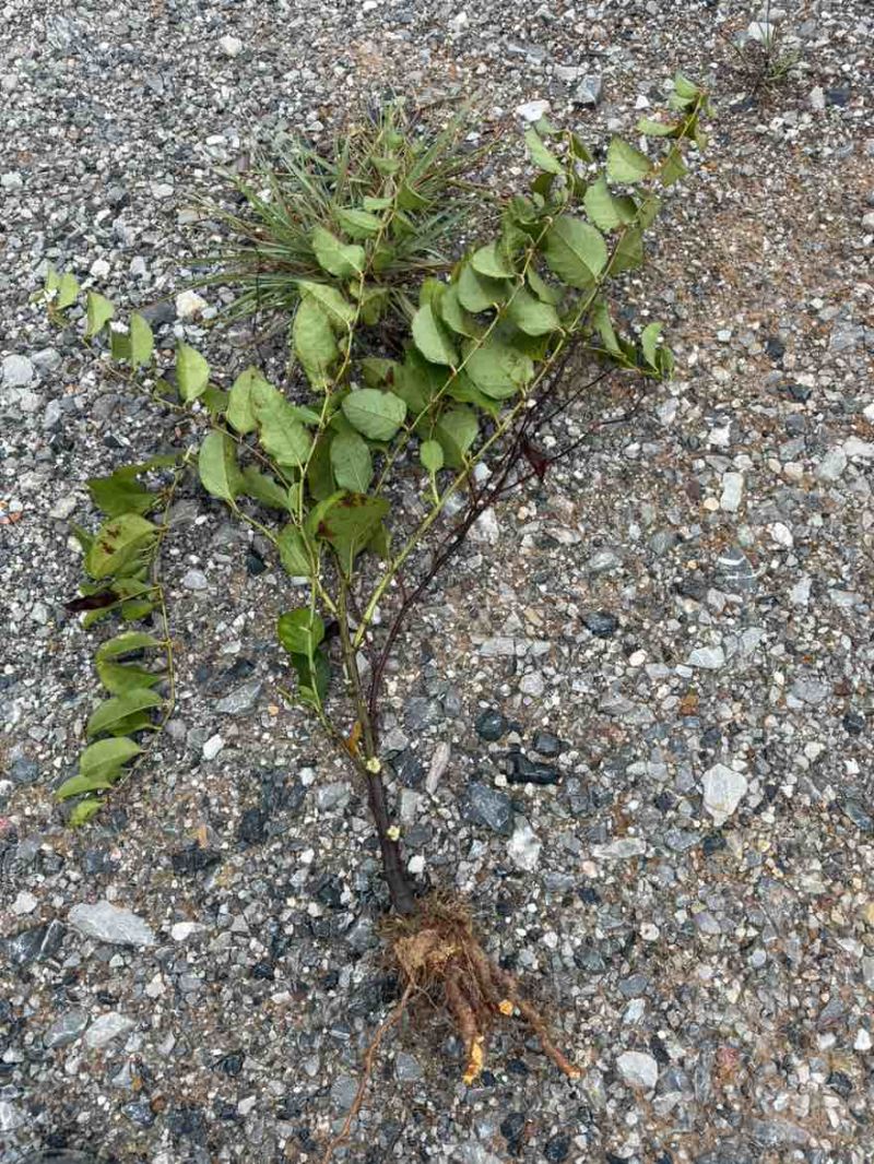 2年半生虎杖苗，约10-20万棵清仓，半卖半送