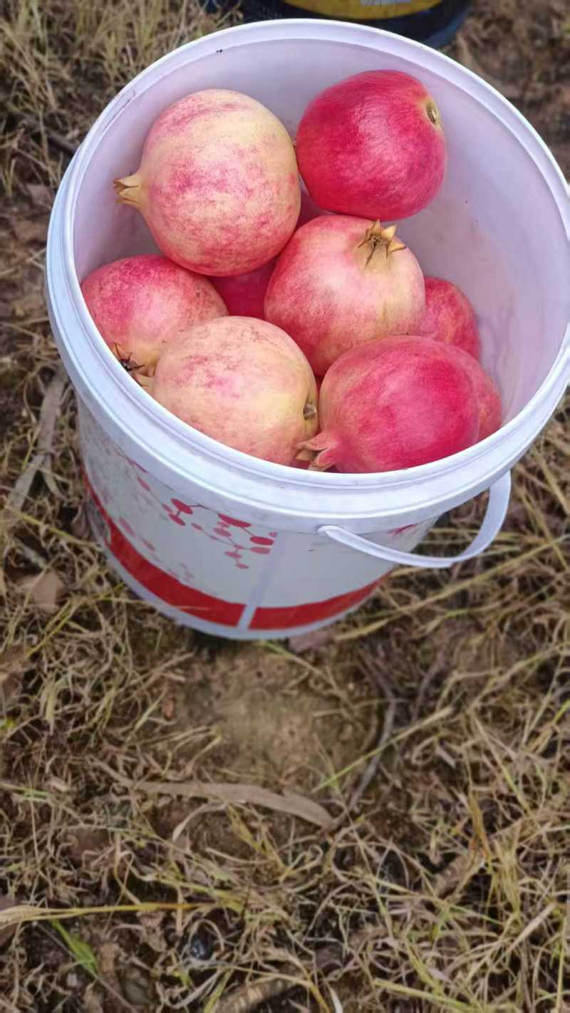 突尼斯软籽石榴