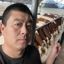 吉林改良牛，西门塔尔。400-500斤，育肥质量小公牛。