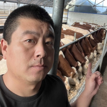 吉林改良牛，西门塔尔。400-500斤，育肥质量小公牛。